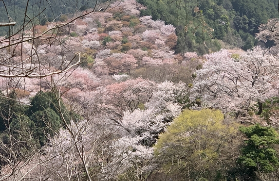 高木聖鶴 かな 色紙 吉野 桜 奈良 高木聖鶴 かな 色紙 吉野 桜 奈良