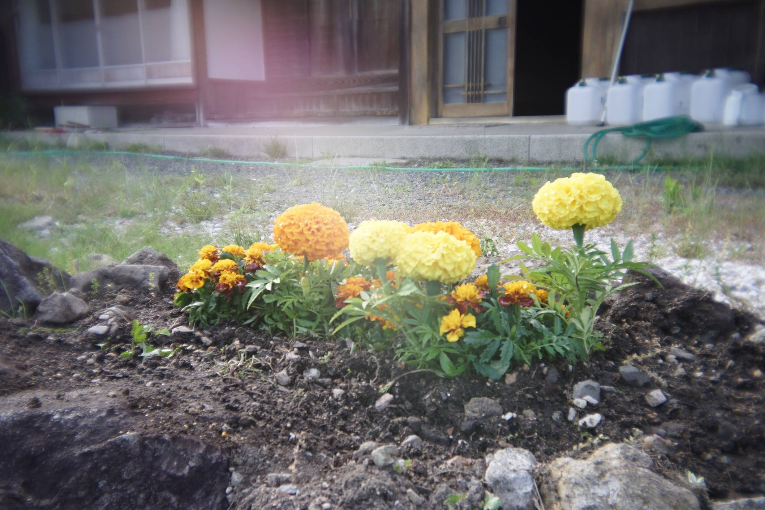 nogyokensyu_20260525 (34)